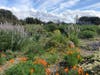 California poppies and other wildflowers in Alameda, Calif.