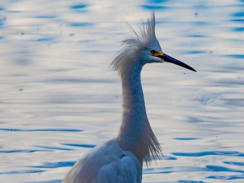 Bird at Don Edwards San Francisco Bay National Wildlife Refuge, Alviso, Calif.