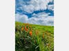 California poppies, Moraga, Calif.