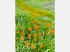 California poppies, Moraga, Calif.