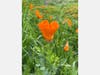 California poppies, Moraga, Calif.