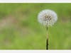 Dandelion blooming at the Berkeley Rose Garden, Berkeley, Calif.