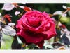 Rose blooming at the Berkeley Rose Garden, Berkeley, Calif.