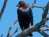 A Brown-headed Cowbird photographed along the Bay Trail, Pinole, Calif.
