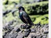 A European Starling photographed along the Bay Trail, Pinole, Calif.