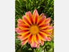 Spring flowers blooming in Hayward, Calif.