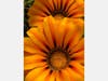 Spring flowers blooming in Hayward, Calif.