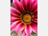 Spring flowers blooming in Hayward, Calif.