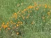 California poppies bloom in the Hayward Hills.