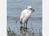 Great White Egret catching a fish, Bayfront Park in Pinole, Calif.