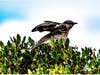 Northern Mockingbird taking off from the top of a tree, Bayfront Park in Pinole, Calif.