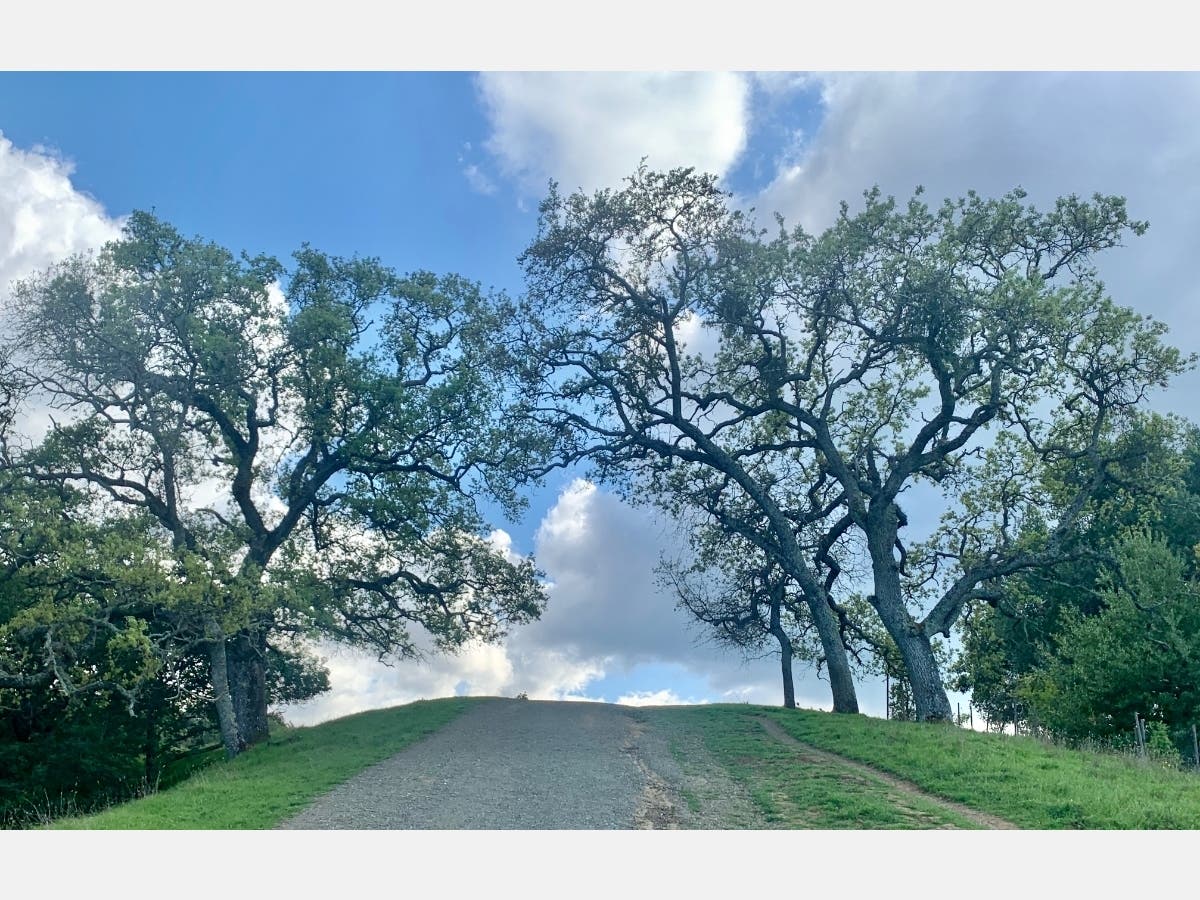 Tree-guarded road in Briones Regional Park, Martinez, Calif.