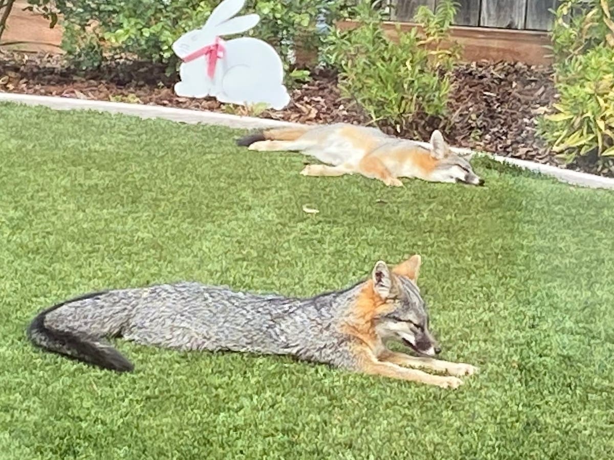 Two foxes nap in a backyard in Moraga, Calif.