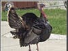 Turkey in Tara Hills, Calif.