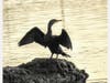 Cormorant drying its feathers in Alameda, Calif.