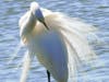 A great egret preening its feathers in Alameda, Calif.