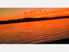 Birds fly through an orange sky in Alameda, Calif.