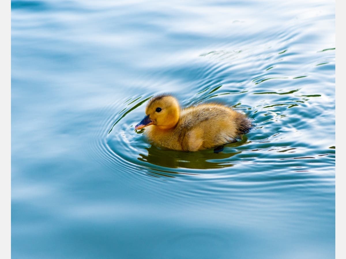 Duckling swimming at Ducks Harbor Bay, Alameda, Calif.