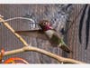 Hummingbird in front of a wood fence, Pinole, Calif.