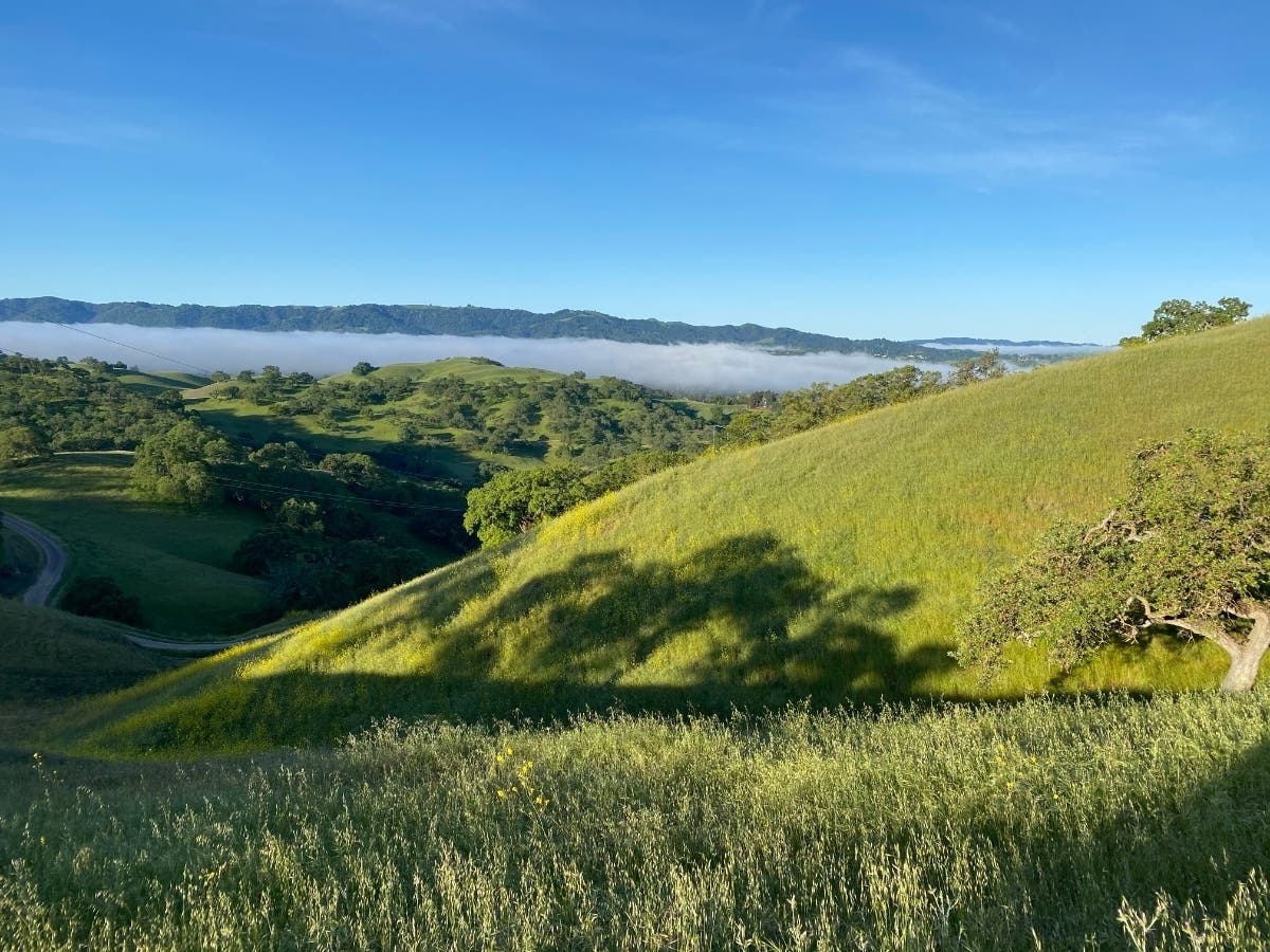 Fog laying in the valley below Shell Ridge, Walnut Creek, Calif.