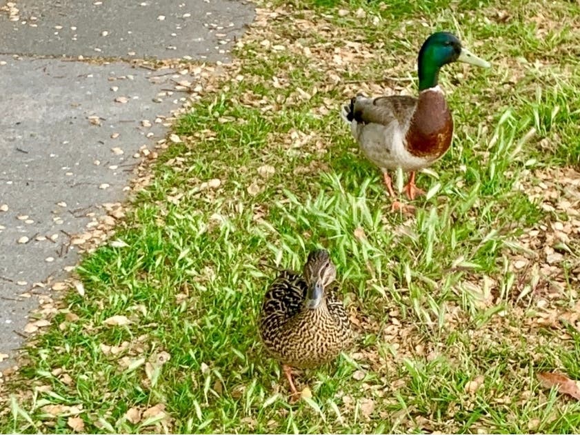 Mallard ducks in Alameda, Calif.