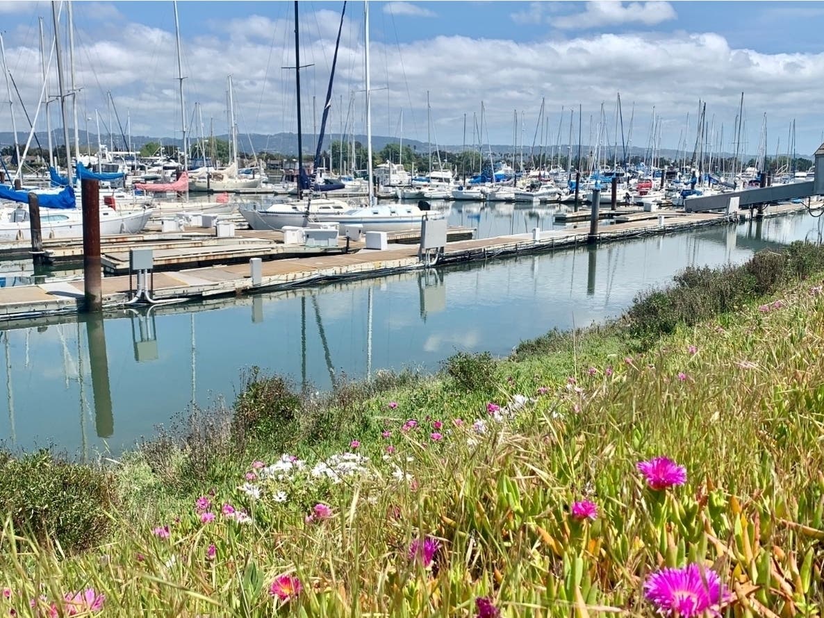 Ballena Marina, Alameda, Calif.