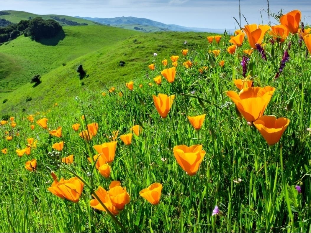 Poppies at Garin Park, Hayward, Calif.