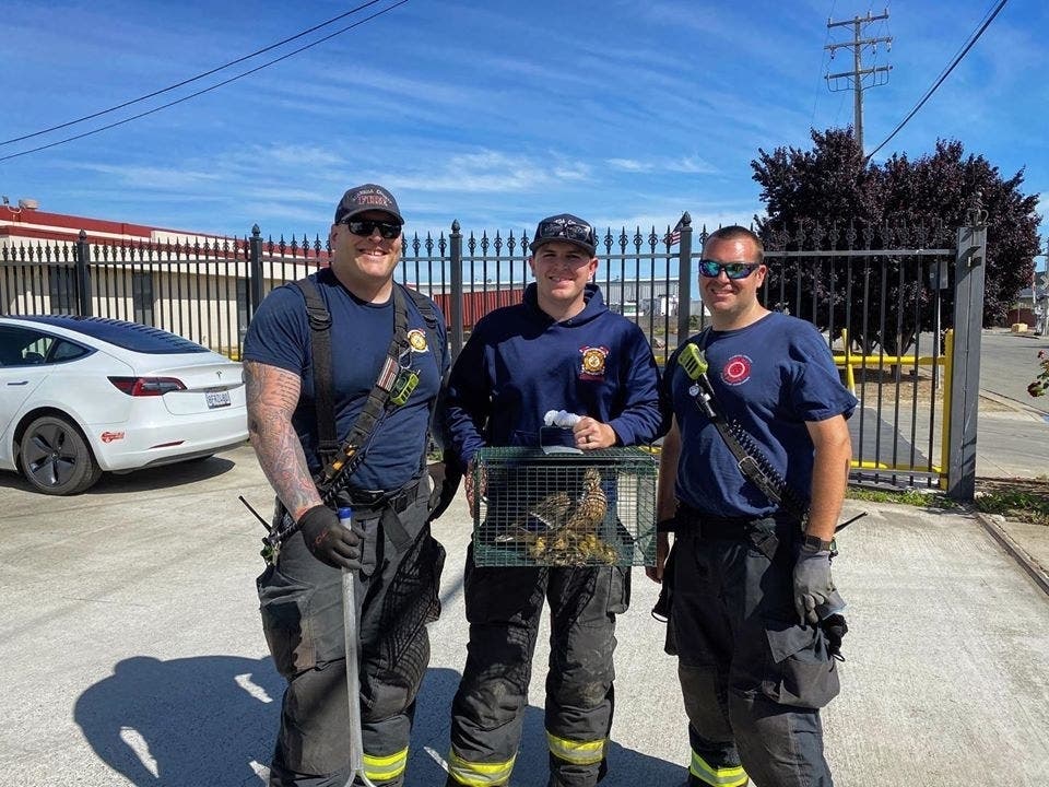 Ducklings, their mama, and their rescuers.