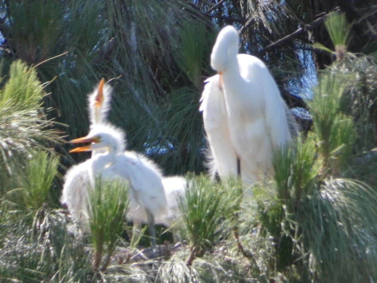 A nest with an adult and 2 baby egrets, Bay Farm Island, Calif.