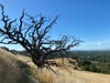 Lone tree along the Broines to Mt. Diablo regional trail, Walnut Creek, Calif.