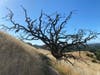 Lone tree along the Broines to Mt. Diablo regional trail, Walnut Creek, Calif.