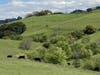 Cattle grazing at Lime Ridge Open Space, Walnut Creek, Calif.