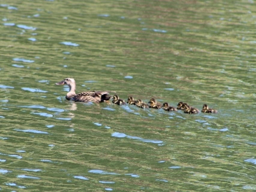 Mama duck and ducklings swim in a lagoon on Bay Farm Island, Calif.