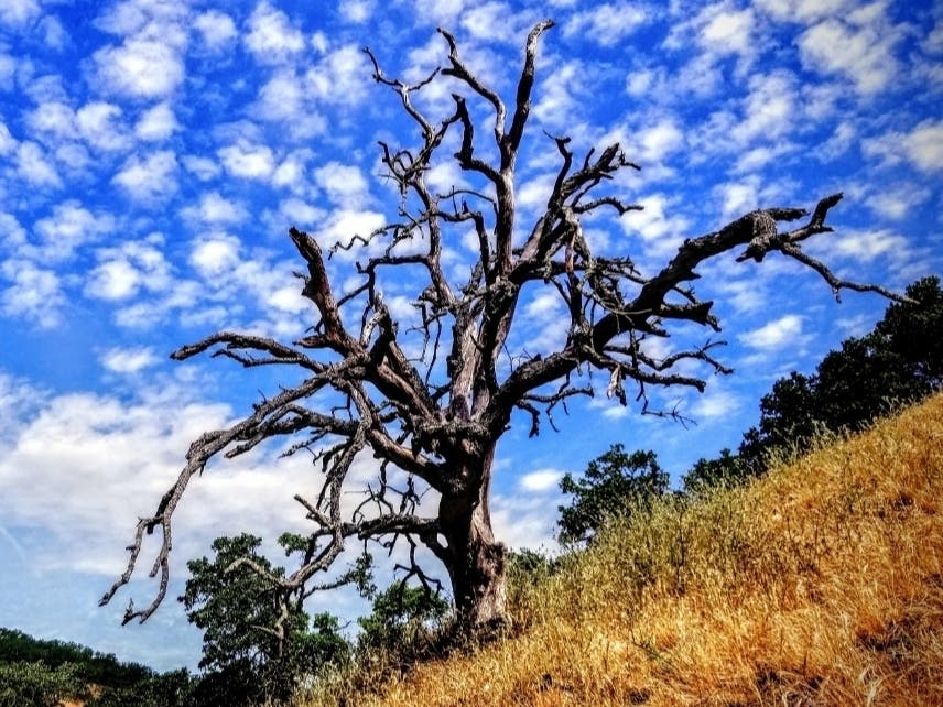 A tree on the Broines to Mt. Diablo regional trail.