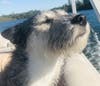 Dog enjoying a boat ride, Lake Amador, Calif.