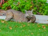 A bobcat with its prey in Fremont, Calif.