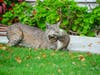 A bobcat with its prey in Fremont, Calif.
