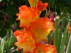 An orange gladiolus in Alameda, Calif.