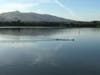 Family of geese swim in Lake Elizabeth in Central Park, Fremont, Calif.