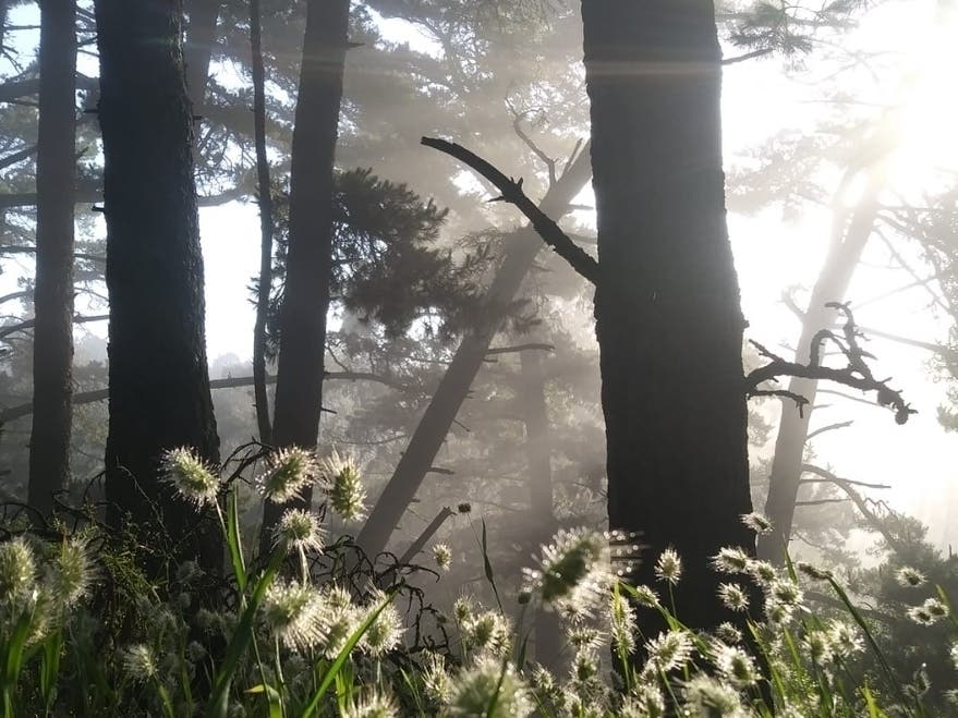 The Berkeley Hills, Calif.