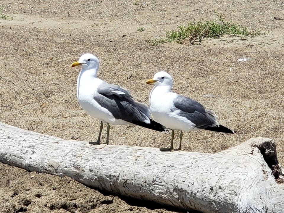 Alameda Beach, Calif.