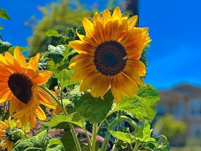 Sunflower blooming, Alameda, Calif.