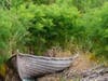 Boat abandoned in the fennel, Ballena Isle, Calif.