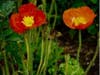 Poppy Pair, Ballena Isle, Calif.
