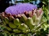 Blooming Artichoke, Ballena Isle Boater’s Garden, Calif.