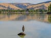 A bird enjoying Lake Elizabeth in Fremont, Calif.