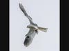 Kite carries prey to feed chicks in a nest, Berkeley, Calif.