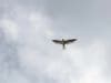 Kite soaring over Berkeley, Calif.