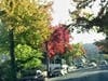 Tree in autumn, Berkeley, Calif.