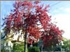 Tree in autumn, Berkeley, Calif.